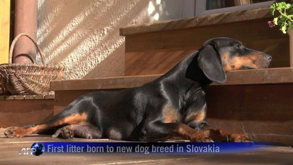 First litter born to new dog breed in Slovakia