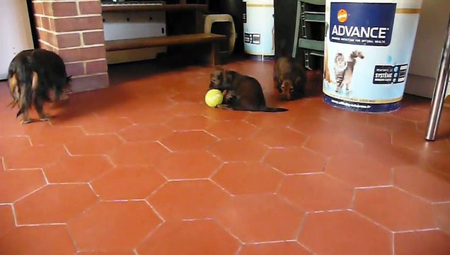 Jeux dans la cuisine (chiots à 6 semaines)