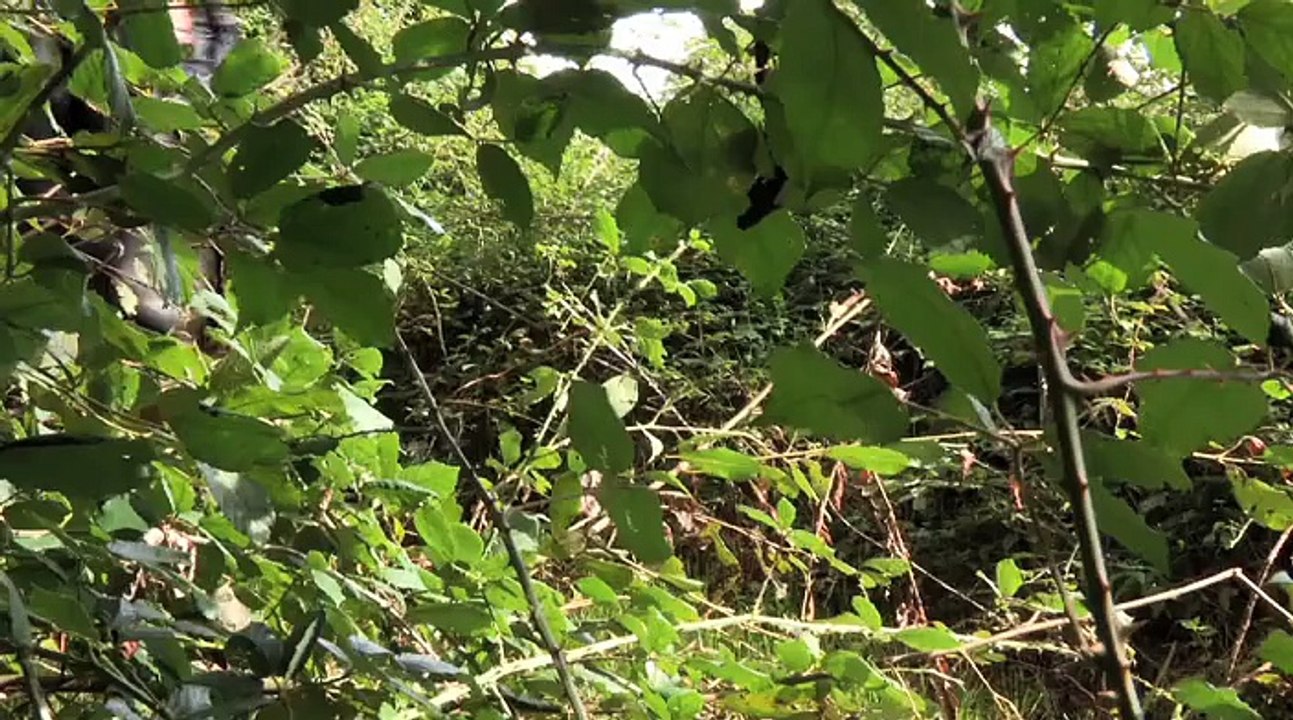 En Chemin - Le Chevreuil par Marc Giraud