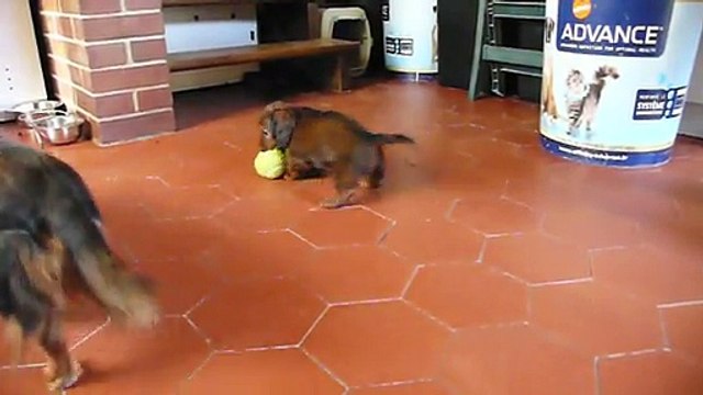 Jeux dans la cuisine suite (chiots à 6 semaines)