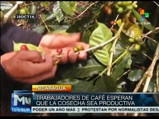 Nicaragua aumenta sus ingresos en producción de café