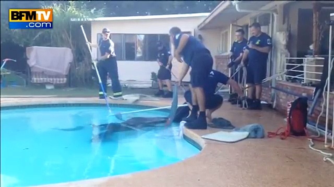 Un cheval tombé dans une piscine, sauvé par des pompiers