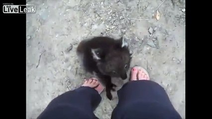 Un koala en manque de tendresse veut un calin