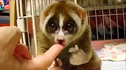 Beautiful Small Animal Eating Food