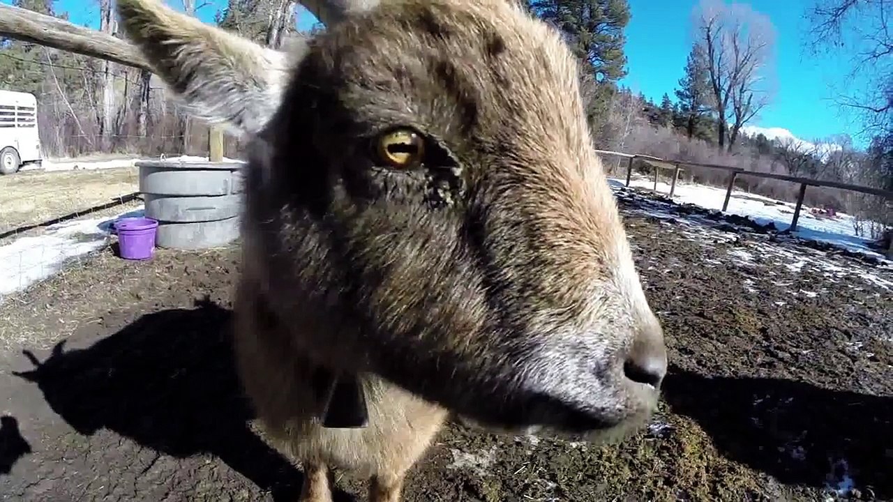 Chèvre possédée par le diable : Evil Goat