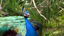 Peacock Amazing Dancing