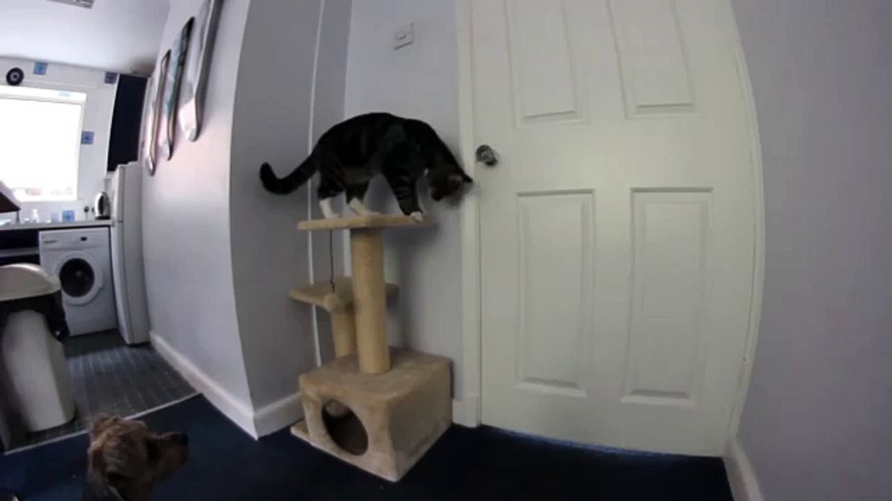 Un chat ouvre la porte pour un chien