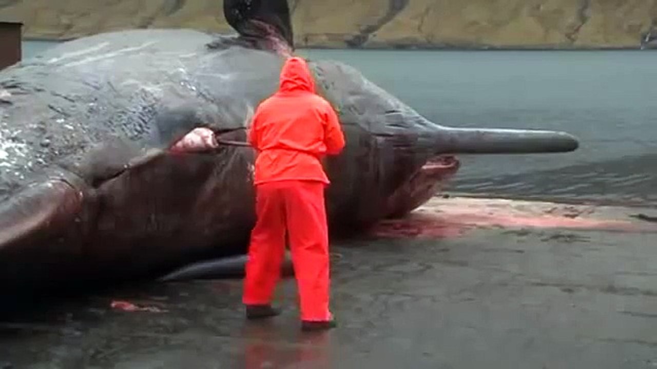 Explosion d'une baleine morte