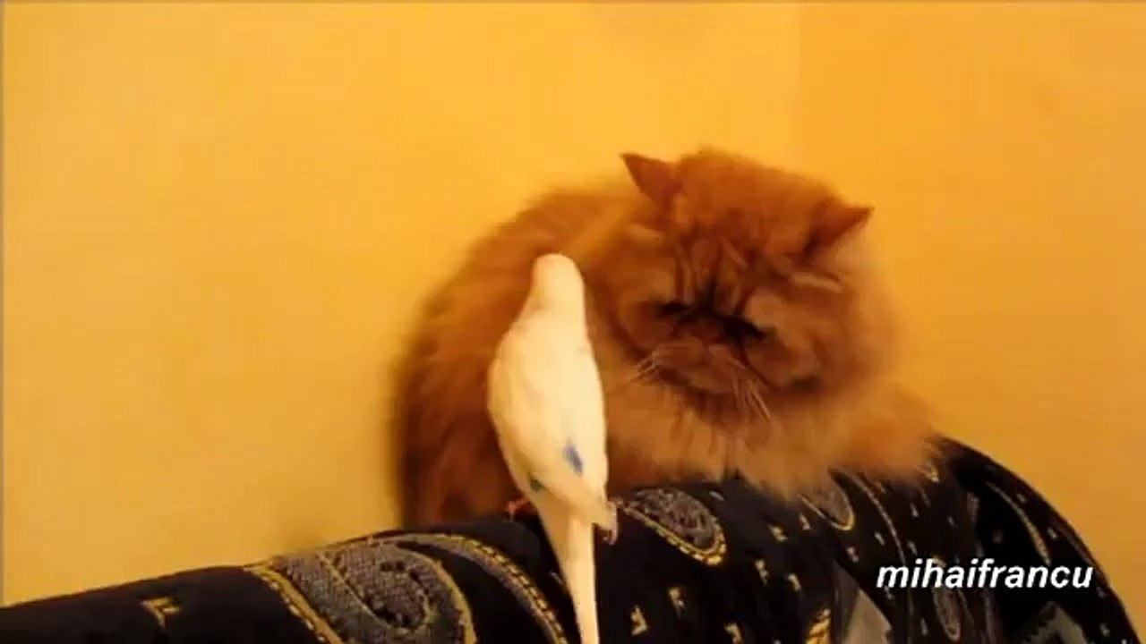 Perroquets et chats, copains comme cochon