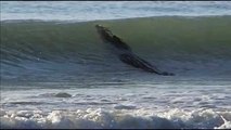 Un crocodile de 4 mètres surfe sur une plage australienne