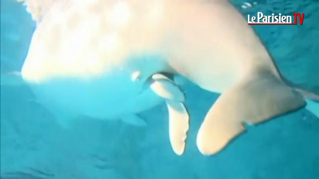 Naissance d'un bébé baleine blanche dans un aquarium en Chine