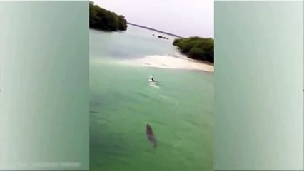 Un touriste pris en chasse par un crocodile