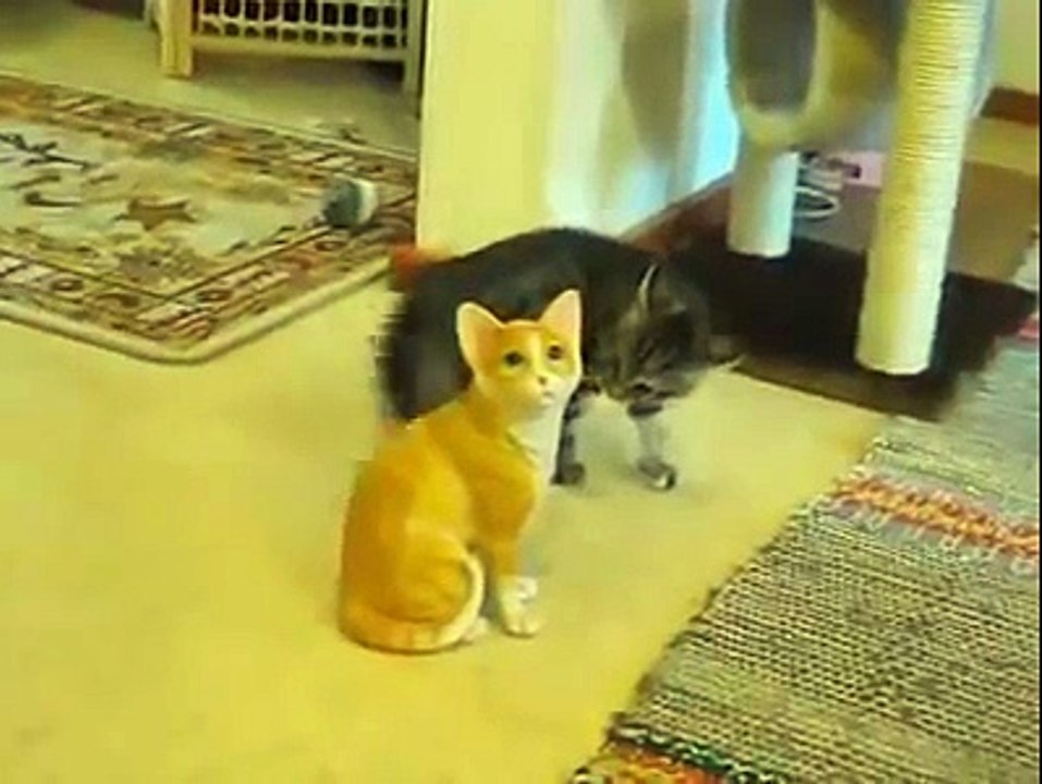 Un chaton devient fou face à un chat qui reste de marbre