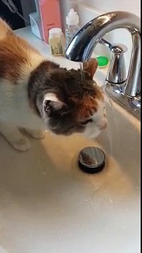 Cette chatte a une façon très particulière de boire