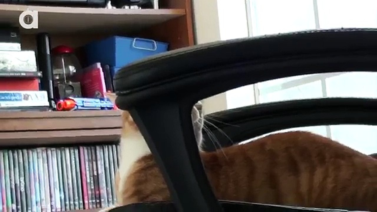 What it's like to Work with Cats!