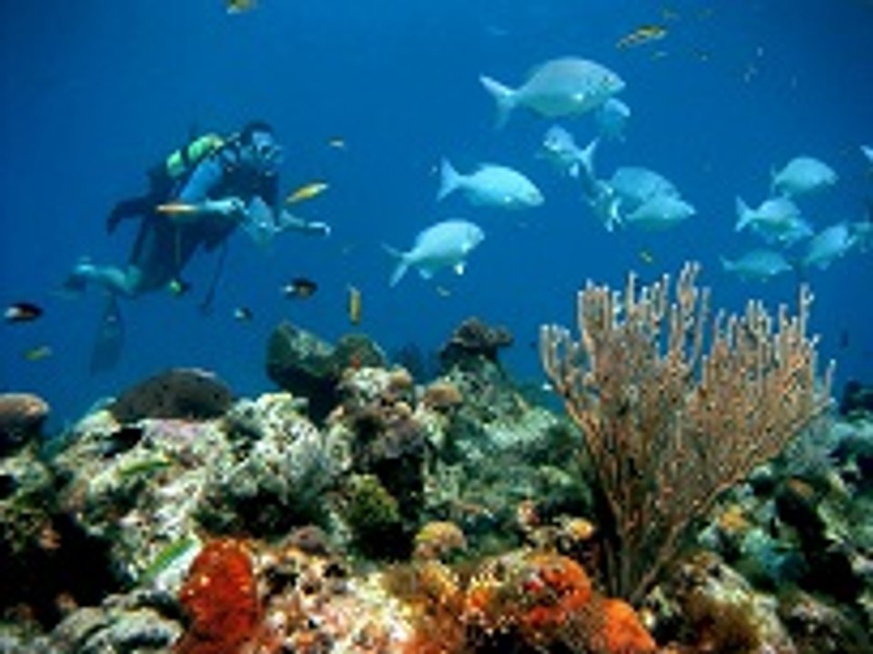 Marseille : des clichés impressionnants au fond des océans