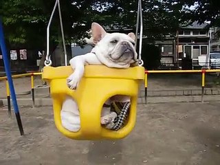 Les chiens adorent faire de la balançoire ...