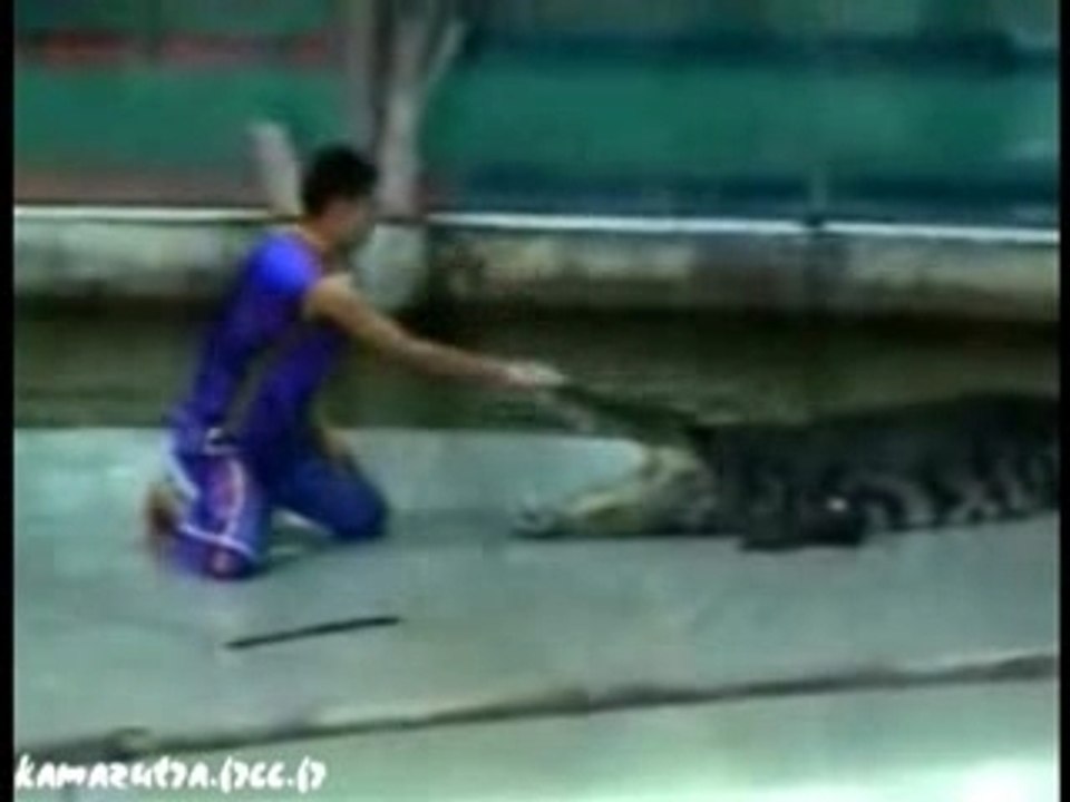 Crocodile attack