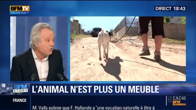 BFM Story: Droit des animaux: soyons humains avec les bêtes , Franz-Olivier Giesbert - 31/10