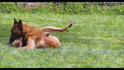 Jork des derniers centurions