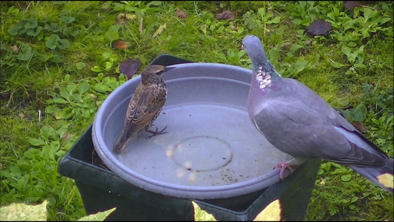 Duel à l'abreuvoir : le petit qui n'a pas peur du gros