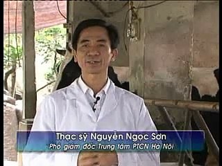 Phòng bệnh viêm vú bò khi khai thác sữa