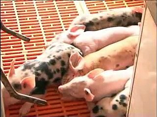 Phòng và điều trị bệnh viêm phổi lợn