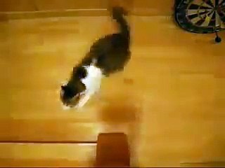 Kedilerin inanilmaz  kovalaşması