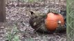 Lions and Tigers Play with Pumpkins Like They're Cat Toys