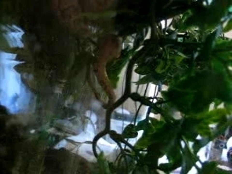 Ponte d'un serpent (Elaphe)