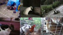 [ 18 ~ Sexy Funny Girl]Animals Doing The Same Stuff