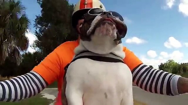 Un bulldog anglais fait de la moto comme un vrai motard