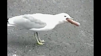[+18 ~ Sexy Funny Girl]Seagull Eats Hot Dog Whole