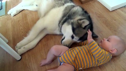So Cute Baby Play With Dog