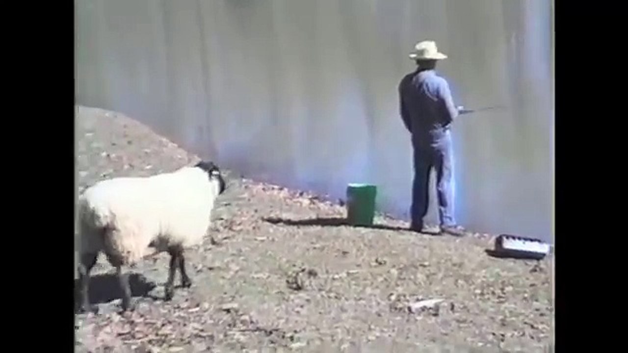 [+18 ~ Sexy Funny Girl]Sheep - 1, Fisherman - 0
