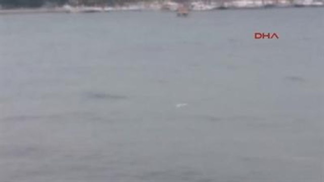 Çanakkale Gagasına Olta İğnesi Takılan Martıyı Denize Girip Kurtardı