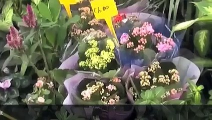 Tg 31 Ottobre 2014: le principali notizie di Leccenews24