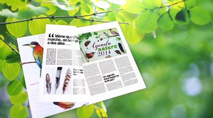 Une plume à la page - les oiseaux globe-trotters