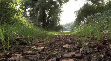 En chemin - Le crachat de coucou, par Marc Giraud