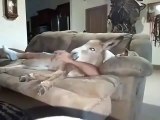 Cute donkey sat on a couch with his human friend