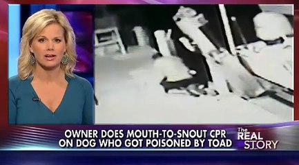 Un amour de maître : des gestes de premier secours pour sa chienne !