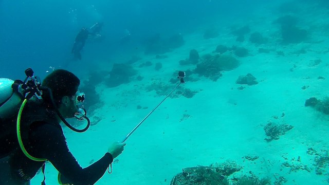 Bébé raie aigle aux Gili