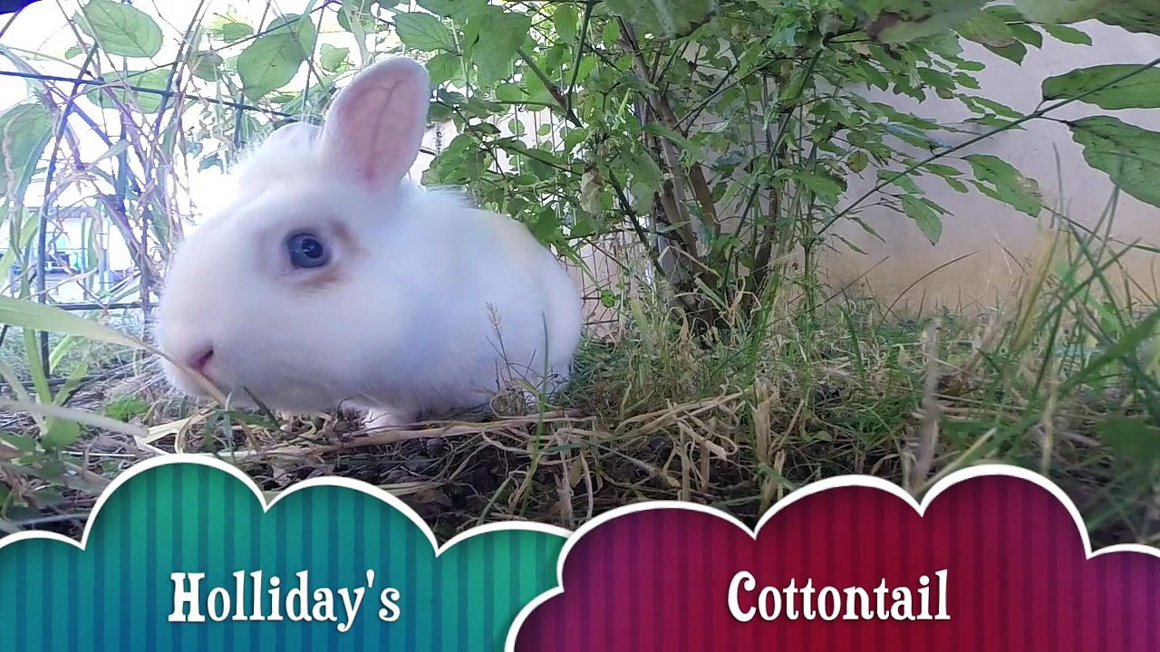 Cotton Tail