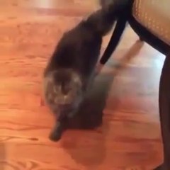 Funny Cat says "YES"