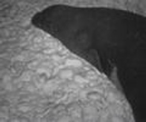 Akdeniz foklarını görüntülediler