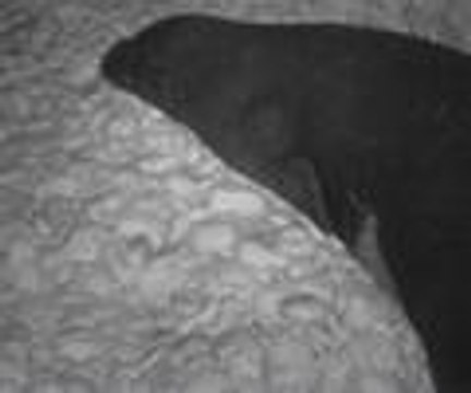 Akdeniz foklarını görüntülediler