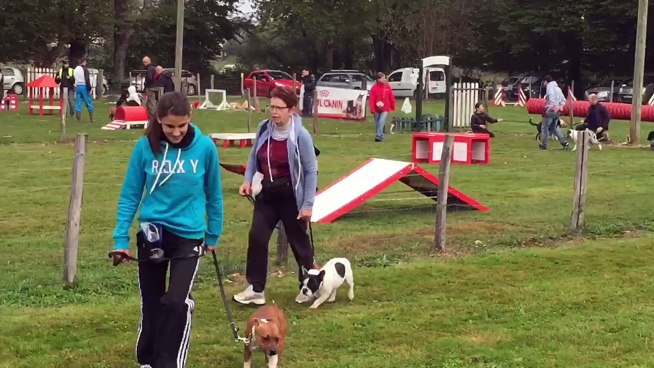 Jerry (6mois) à l'école des chiots!