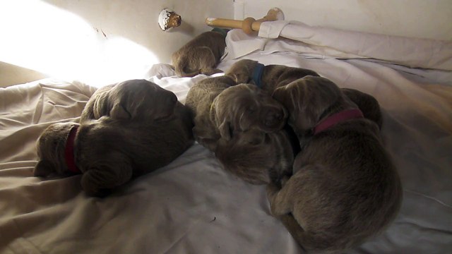 011120114 bébés de jesse et ewan 2014