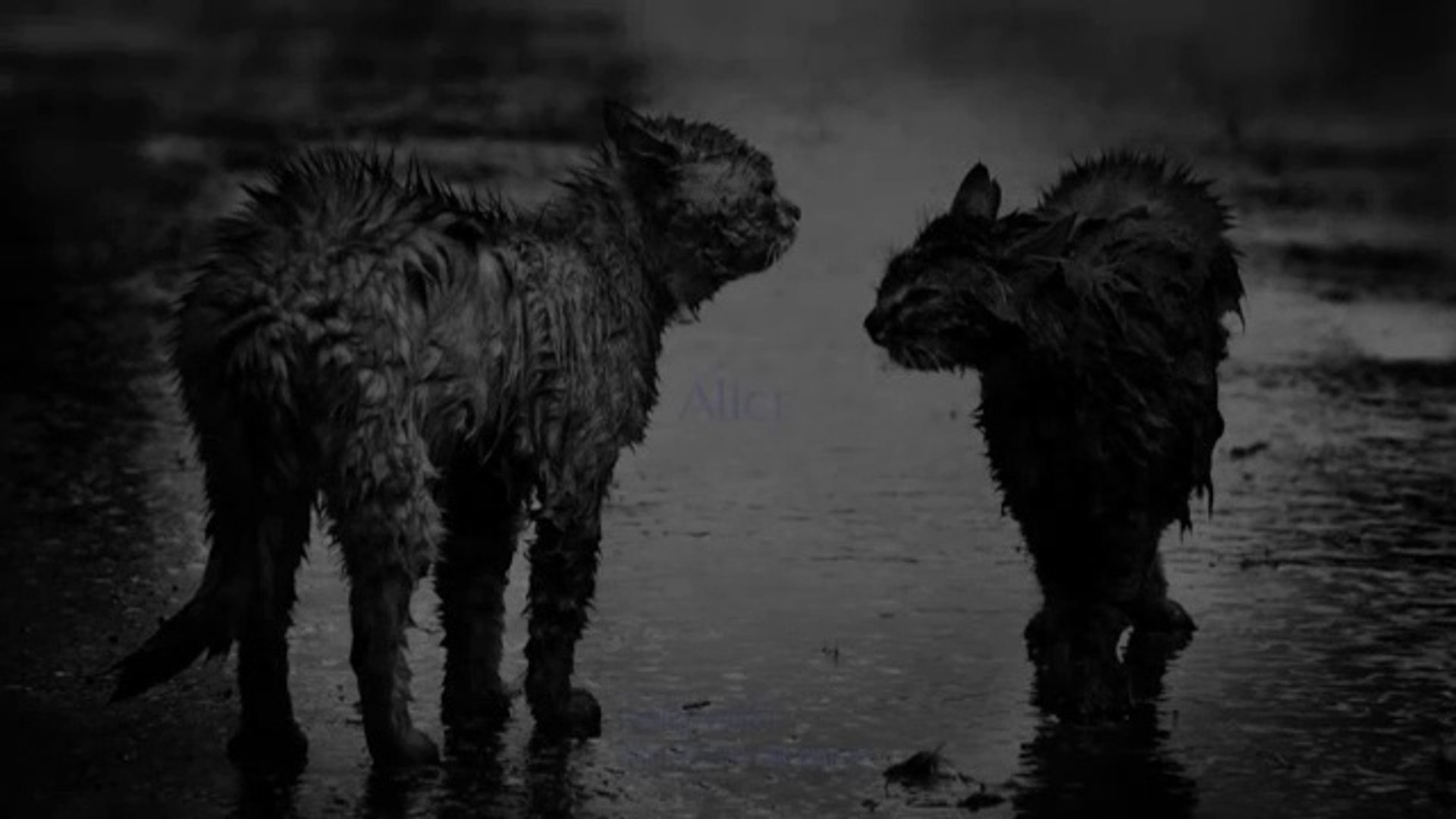 Cat In The Rain Alice 動画 Dailymotion