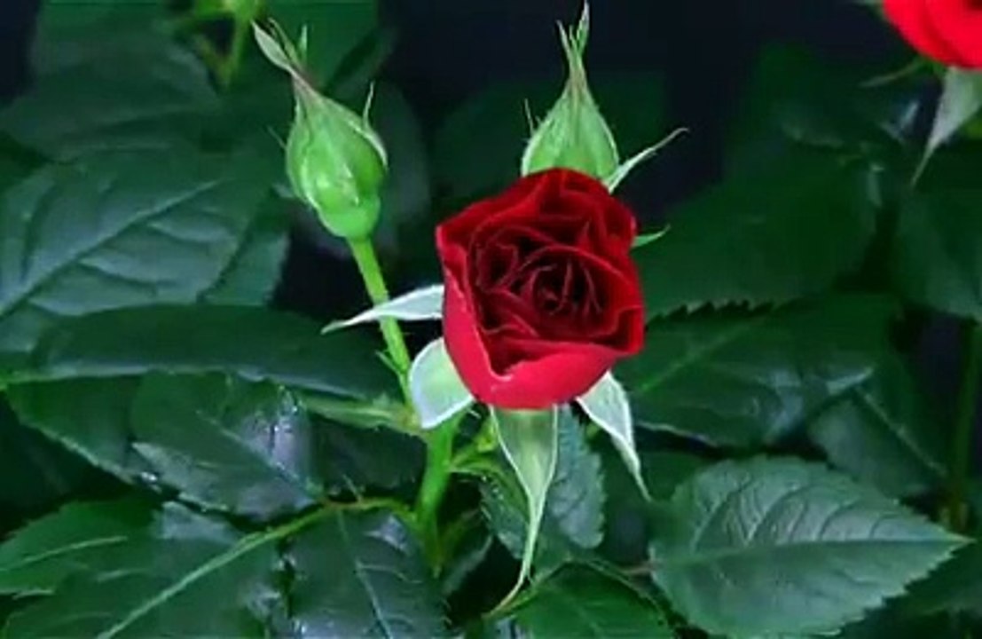 how to blossom a flower